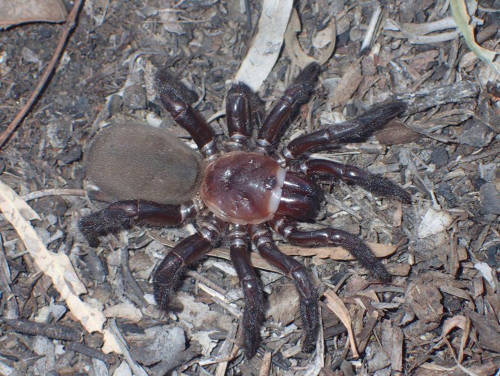 Avustralya’da yeni örümcek türü keşfedildi: Onlarca yıl hayatta kalıyor - 2