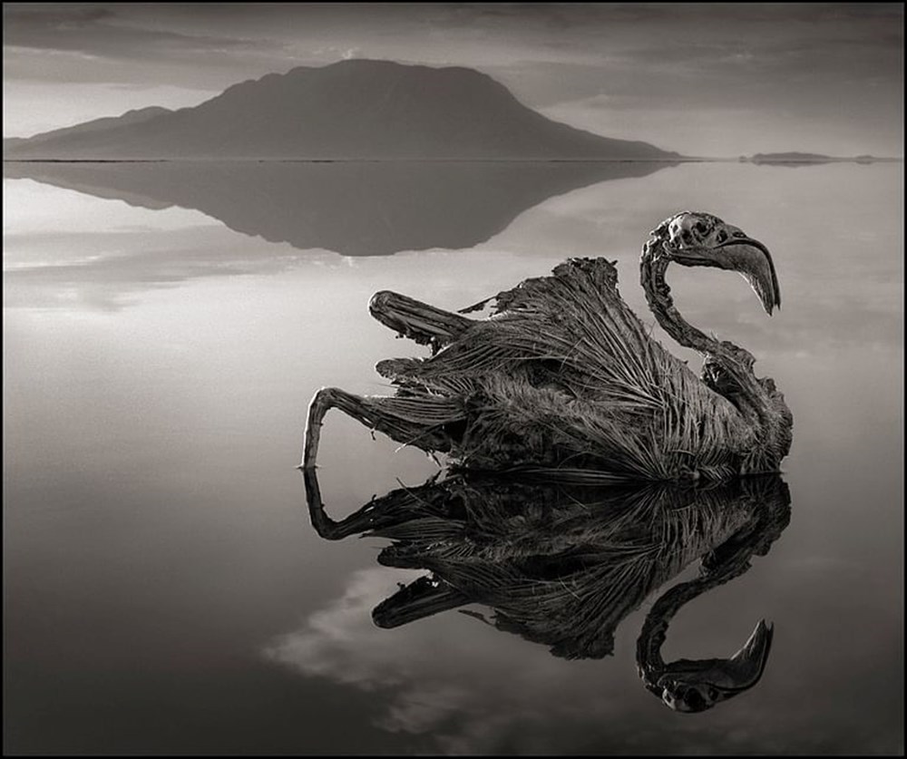 Dünyanın en ölümcül gölü Natron: Yaklaşan 'taş'a dönüyor - 7